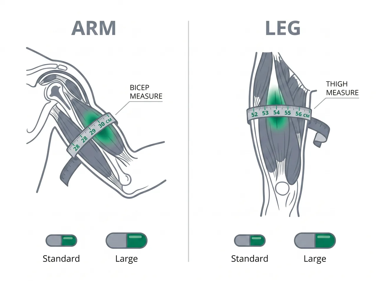 Measurement guide showing where to measure the upper arm and upper thigh for standard versus large cuffs